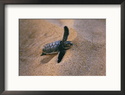 A Green Turtle Hatchling Struggling From Its Nest In The Sand by Wolcott Henry Pricing Limited Edition Print image