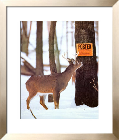 No Hunting Deer by Charles Alsheimer Pricing Limited Edition Print image