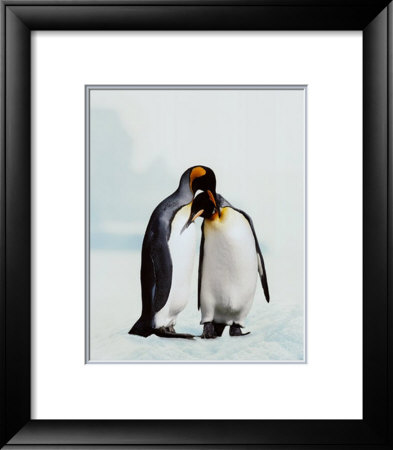 King Penguin by Joel Simon Pricing Limited Edition Print image