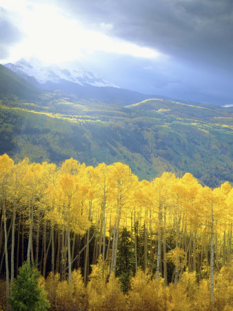 Sunset Over Mount Wilson With Fall Colored Aspen Trees, Colorado, Usa by Christopher Talbot Frank Pricing Limited Edition Print image