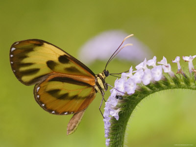 Close-Up Of Butterfly On Flower, Madre De Dios Province, Amazon River Basin, Peru by Dennis Kirkland Pricing Limited Edition Print image