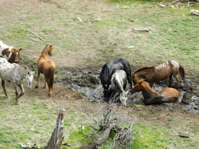 Horses Take Mud Bath After Roundup, Malaga, Washington, Usa by Dennis Kirkland Pricing Limited Edition Print image