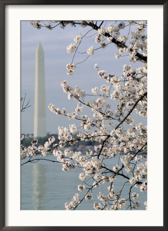 Washington Monument And Cherry Blossoms by Charles Shoffner Pricing Limited Edition Print image