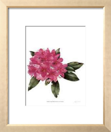 Rhododendron Nova Zembla by Pamela Stagg Pricing Limited Edition Print image