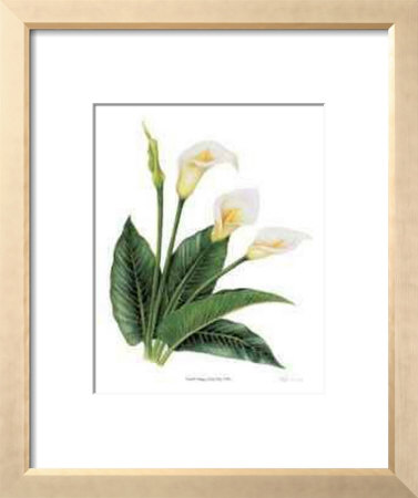 Calla Lily by Pamela Stagg Pricing Limited Edition Print image