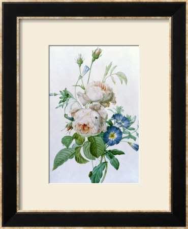 Rosa Damascena by Pierre-Joseph Redouté Pricing Limited Edition Print image