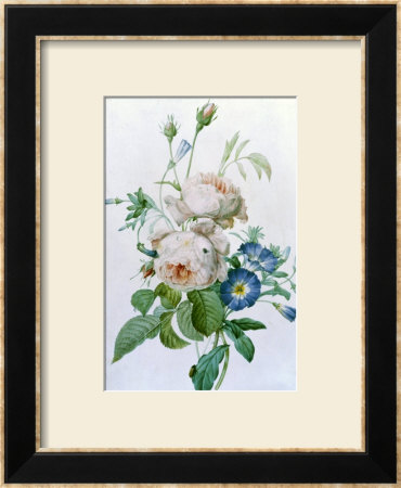Rosa Damascena by Pierre-Joseph Redoute Pricing Limited Edition Print image
