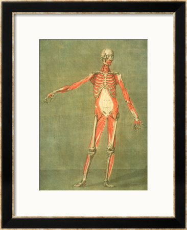 Deeper Muscular System Of The Front Of The Body by Arnauld Eloi Gautier D'agoty Pricing Limited Edition Print image