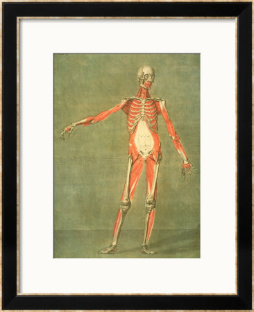 Deeper Muscular System Of The Front Of The Body by Arnauld Eloi Gautier D'agoty Pricing Limited Edition Print image