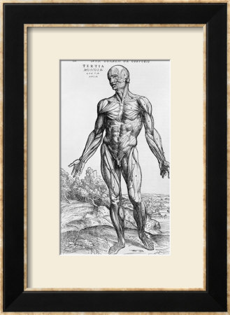 Anatomical Study, Illustration From De Humani Corporis Fabrica, 1543 by Andreas Vesalius Pricing Limited Edition Print image