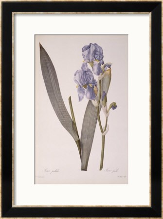Iris Pallida, From Les Liliacees, 1812 by Pierre-Joseph Redouté Pricing Limited Edition Print image