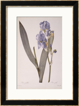 Iris Pallida, From Les Liliacees, 1812 by Pierre-Joseph Redoute Pricing Limited Edition Print image