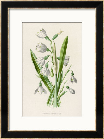 Snowdrop Depicted With Leucajum Aestivum: Snowflake by F. Edward Hulme Pricing Limited Edition Print image