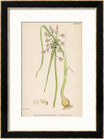 Var. Complanatum Field Garlic by John Edward Sowerby Pricing Limited Edition Print image