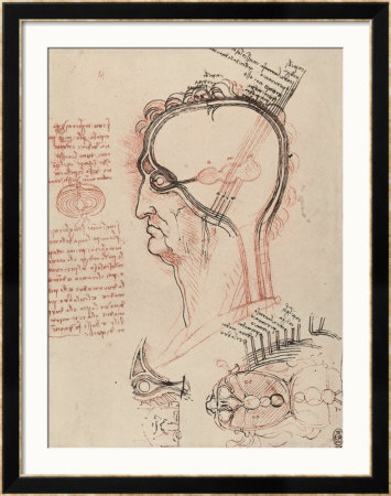 Head Section With The Anatomy Of The Eye, Drawing, Royal Library, Windsor by Leonardo Da Vinci Pricing Limited Edition Print image