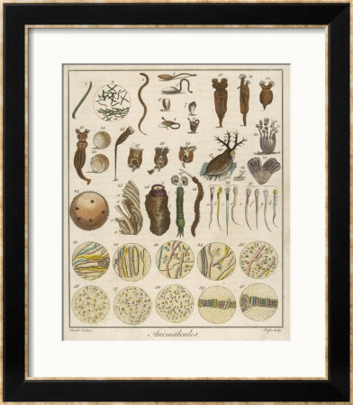 Animacules, Microscopic Creatures As Seen Under A Microscope by Ebenezer Sibly Pricing Limited Edition Print image