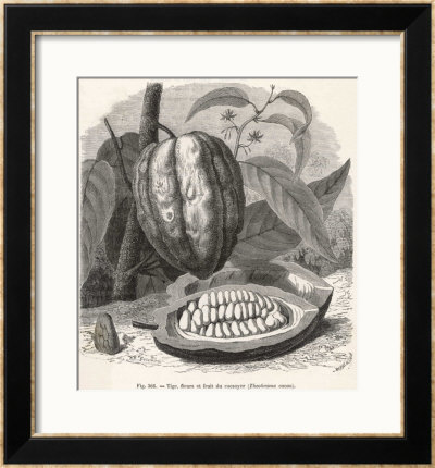 The Fruit Of The Cocoa (Or Chocolate) Plant Theobroma Cacao by Berveiller Pricing Limited Edition Print image