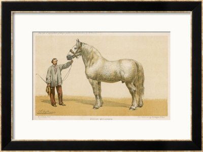 This 7-Year Old Stallion Understandably Won First Prize At The Agricultural Show At Niort by Olivier De Penne Pricing Limited Edition Print image