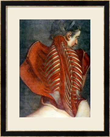 The Flayed Angel, From Myologie Complette En Couleur Et Grandeur Naturelle, 1746 by Jacques Fabien Gautier D'agoty Pricing Limited Edition Print image