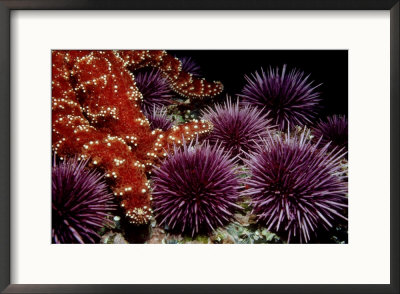 Purple Sea Urchins, Baja California, Mexico by Richard Herrmann Pricing Limited Edition Print image