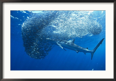Blue Shark, Prionace Glauca Feeding On Northern Anchovies, California by Richard Herrmann Pricing Limited Edition Print image