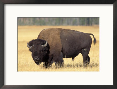 Bison Bull Grazes In A Meadow In Yellowstone National Park, Montana, Usa by Steve Kazlowski Pricing Limited Edition Print image