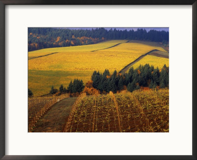 Fall Colors In Vineyards Of The Red Hills, Dundee, Oregon, Usa by Janis Miglavs Pricing Limited Edition Print image