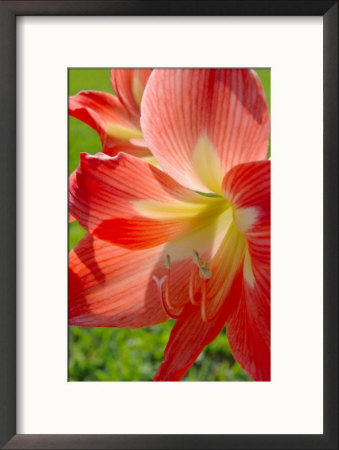 Peach Amaryllis, Edgewater, Florida by Lisa S. Engelbrecht Pricing Limited Edition Print image