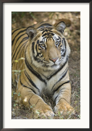 Bengal Tiger, Portrait Of Male Tiger, Madhya Pradesh, India by Elliott Neep Pricing Limited Edition Print image