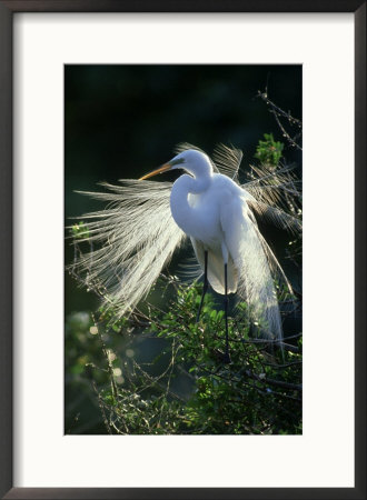 Great Egret, Nuptial Plumage, Usa by Brian Kenney Pricing Limited Edition Print image