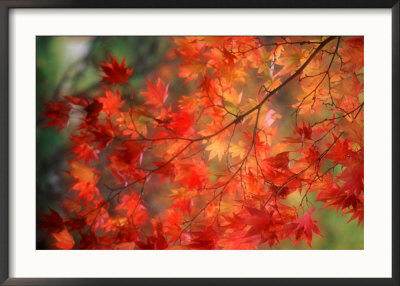 Fall Maple Leaves by Janell Davidson Pricing Limited Edition Print image