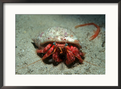 Hermit Crab, Gozo, Mediterranean by Paul Kay Pricing Limited Edition Print image