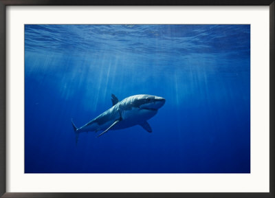 Great White Shark, Guadalupe Island, Mexico by Richard Herrmann Pricing Limited Edition Print image