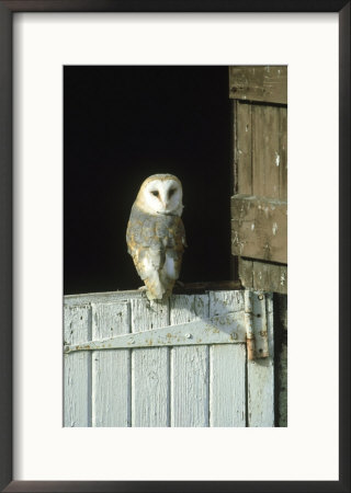 Barn Owl, Tyto Alba Adult Perched On Stable Door, Scotland Cairngorms National Park, Scotland by Mark Hamblin Pricing Limited Edition Print image