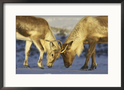 Reindeer, Adults Mock Fighting, Scotland by Mark Hamblin Pricing Limited Edition Print image