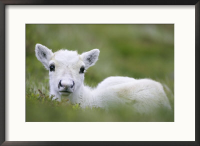 Reindeer, Calf, Scotland by Mark Hamblin Pricing Limited Edition Print image