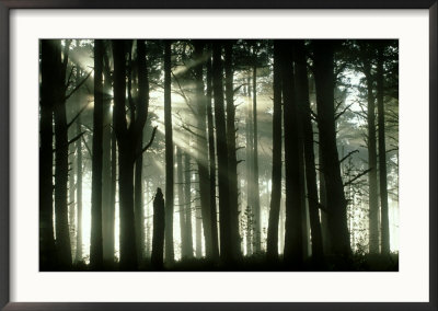 Ancient Caledonian Scots Pine Forest With Sun Beams, Strathspey, Uk by Mark Hamblin Pricing Limited Edition Print image