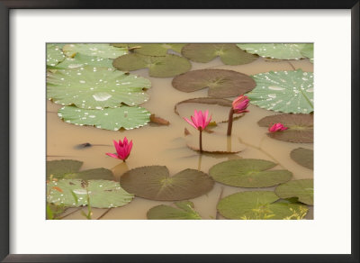 Lotus Flower, Ayuthaya, Thailand by Gavriel Jecan Pricing Limited Edition Print image