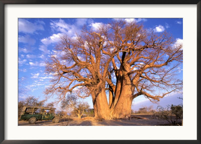 Baobab, Okavango Delta, Botswana by Pete Oxford Pricing Limited Edition Print image