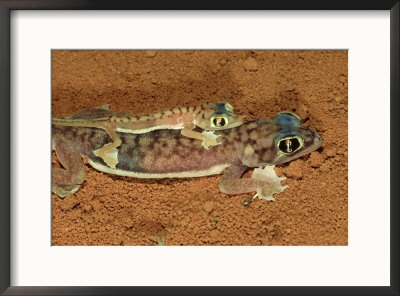 Web-Footed Geckos, Palmatogecko Rangei, Namib Desert, Africa by Brian Kenney Pricing Limited Edition Print image