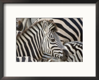 Burchells Zebra, Head, Botswana by Mike Powles Pricing Limited Edition Print image