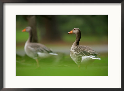 Greylag Goose, Pair Of Greylag Geese Side-By-Side In Green Haze Of Vegetation, London, Britain by Elliott Neep Pricing Limited Edition Print image