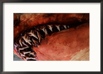 Ragged-Tooth Shark, Detail Of Jaw Prior To Disection At Sharks Board, Durban, South Africa by Roger De La Harpe Pricing Limited Edition Print image
