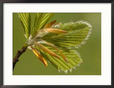 Beech, Leaves Unfurling In Spring by Bob Gibbons Pricing Limited Edition Print image