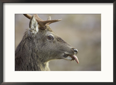 Red Deer, Portrait Of Stag, Scotland by Mark Hamblin Pricing Limited Edition Print image