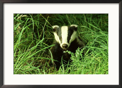 Badger, Amongst Vegetation, Uk by Mark Hamblin Pricing Limited Edition Print image