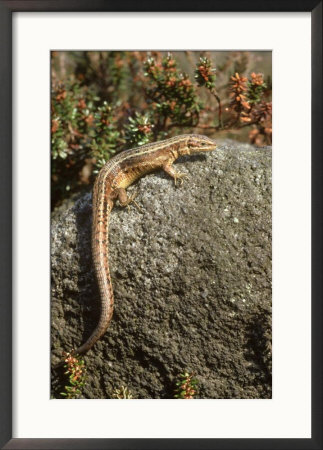 Common Lizard Lacerta Vivipara Female On Rock On Heather Moor, Uk by Mark Hamblin Pricing Limited Edition Print image