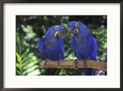 Hyacinth Macaws, Pair, Brazil by Brian Kenney Pricing Limited Edition Print image