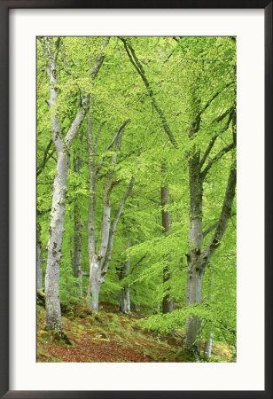 Common Beech In Early Spring, Scotland by Mark Hamblin Pricing Limited Edition Print image