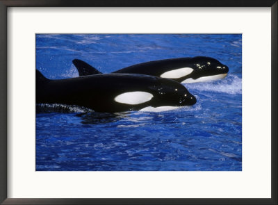 Killer Whale, Swimming by Brian Kenney Pricing Limited Edition Print image